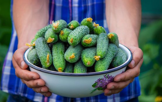 the farmer holds a bowl of freshly picked cucumbers in his hands. selective focus