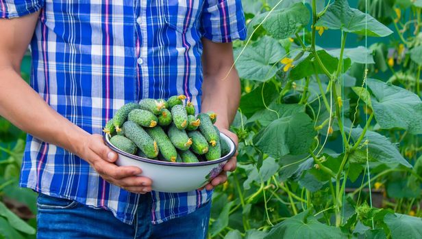 the farmer holds a bowl of freshly picked cucumbers in his hands. selective focus