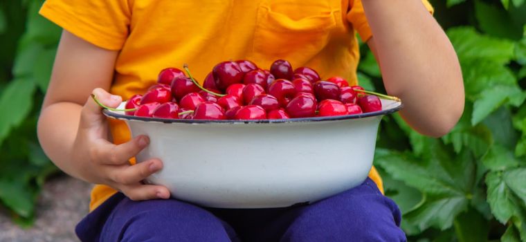 the child holds a bowl with freshly picked cherries. selective focus