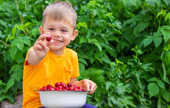 the child holds a bowl with freshly picked cherries. selective focus