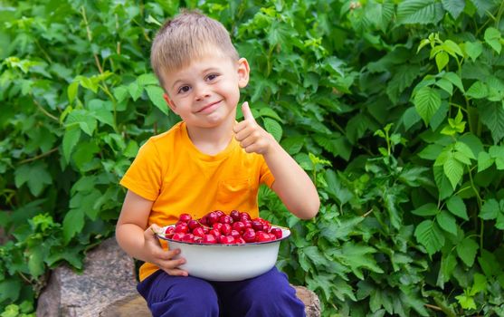 the child holds a bowl with freshly picked cherries. selective focus