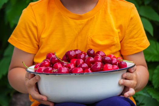 the child holds a bowl with freshly picked cherries. selective focus