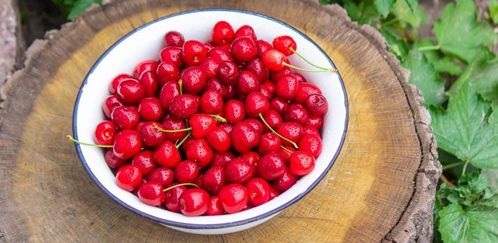 the child holds a bowl with freshly picked cherries. selective focus