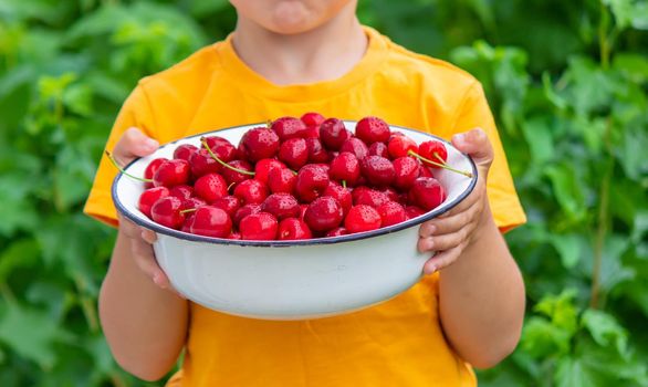 the child holds a bowl with freshly picked cherries. selective focus