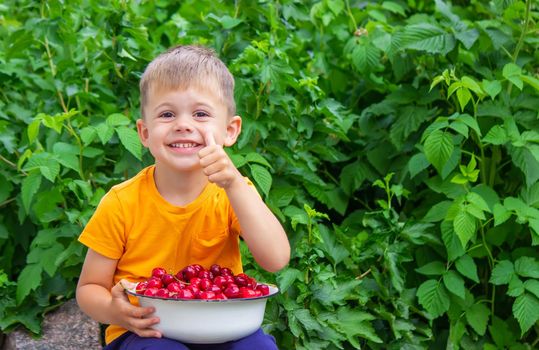 the child holds a bowl with freshly picked cherries. selective focus