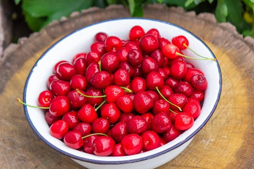 the child holds a bowl with freshly picked cherries. selective focus