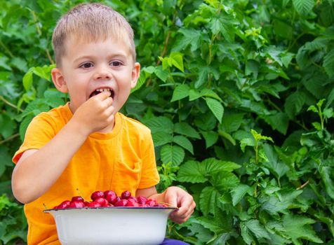 the child holds a bowl with freshly picked cherries. selective focus