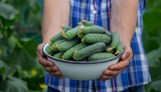 the farmer holds a bowl of freshly picked cucumbers in his hands. selective focus
