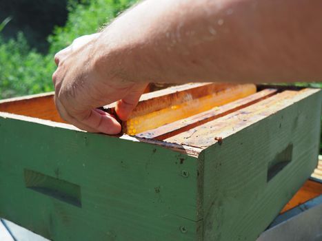 Beekeeper working with bees and beehives on the apiary. Beekeeping concept. Beekeeper harvesting honey Beekeeper on apiary.