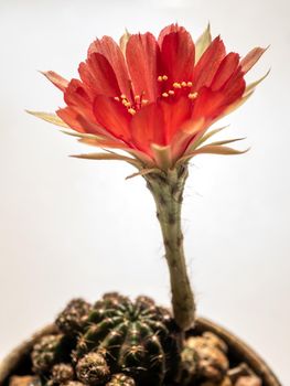 Red color delicate petal with fluffy hairy of Echinopsis Cactus flower on white background