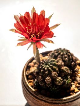 Red color delicate petal with fluffy hairy of Echinopsis Cactus flower on white background