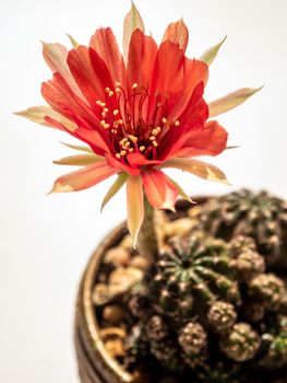 Red color delicate petal with fluffy hairy of Echinopsis Cactus flower on white background