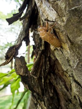 Closeup Molt of Cicada on tree bark