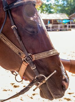 Horse close up That can see clear eyes, fine-hair skin, and wrinkles