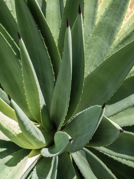 Agave succulent plant, close up white wax on freshness leaves with thorn of Agave leaf