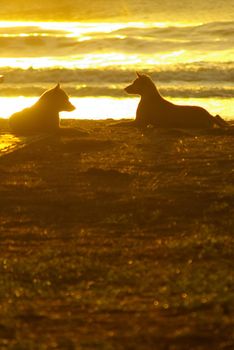 The silhouette of a dog lying on the beach and the golden light of the sunset reflecting on the sea surface