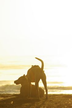 The silhouette of a dog lying on the beach and the golden light of the sunset reflecting on the sea surface