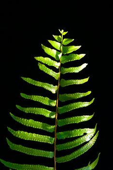 Freshness vivid green of fern leaves on black background