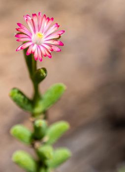 Purple lampranthus Pink color flower of Ice plant in the nature