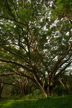 Shade of Rain-tree canopy Big tree in the forest