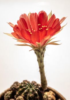 Red color delicate petal with fluffy hairy of Echinopsis Cactus flower on white background