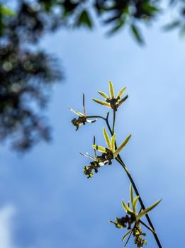 Small Orchid flowers of Eulophia Andamanensis Ground Orchid on the sky background