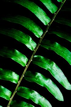 Freshness vivid green of fern leaves on black background