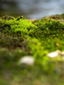 Close-up of freshness green moss growing covered on moist stone floor Beside the water source, selective focus