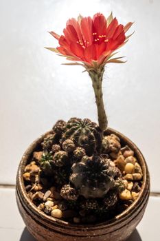 Red color delicate petal with fluffy hairy of Echinopsis Cactus flower on white background