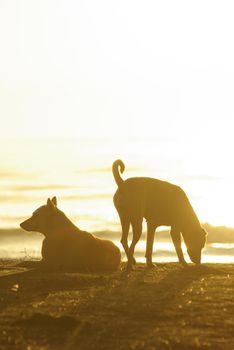 The silhouette of a dog lying on the beach and the golden light of the sunset reflecting on the sea surface