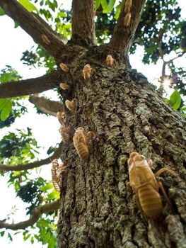 Closeup Molt of Cicada on tree bark