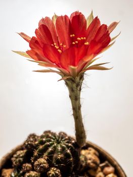 Red color delicate petal with fluffy hairy of Echinopsis Cactus flower on white background