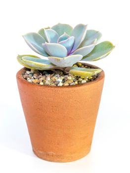 Earthenware pot and freshness leaves of Echeveria plant in white background