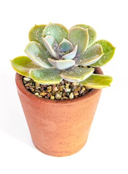 Earthenware pot and freshness leaves of Echeveria plant in white background