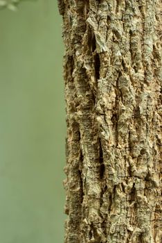 Texture and trenches on surface bark of tree trunk, abstract background