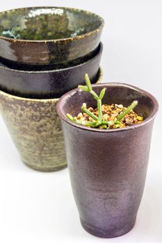 The ceramic mug has been adapted for planting small pot plants