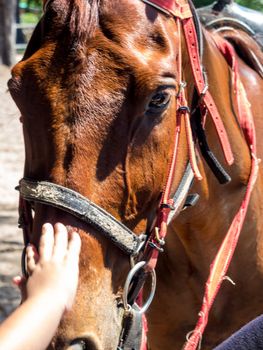 Horse close up That can see clear eyes, fine-hair skin, and wrinkles