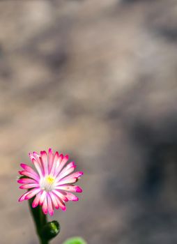 Purple lampranthus Pink color flower of Ice plant in the nature