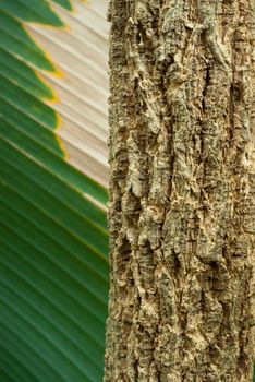 Texture and trenches on surface bark of tree trunk, abstract background