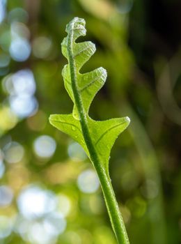 Close-up Freshness green leaves of Oak-Leaf fern on natural background