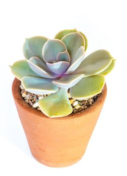 Earthenware pot and freshness leaves of Echeveria plant in white background