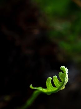 Close-up Freshness green leaves of Oak-Leaf fern on natural background