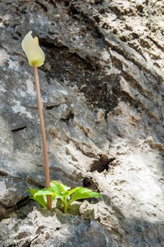 Amorphophallus growing in the cracked furrows of a rocky cliff