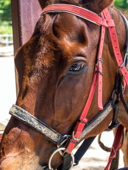 Horse close up That can see clear eyes, fine-hair skin, and wrinkles