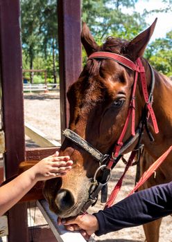 Horse close up That can see clear eyes, fine-hair skin, and wrinkles