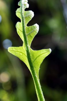 Close-up Freshness green leaves of Oak-Leaf fern on natural background