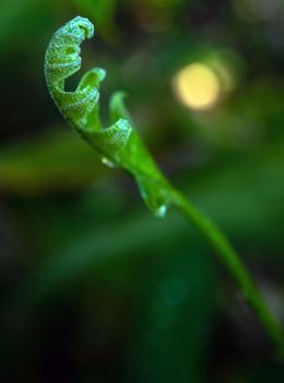 Close-up Freshness green leaves of Oak-Leaf fern on natural background