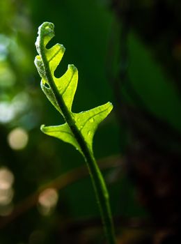 Close-up Freshness green leaves of Oak-Leaf fern on natural background