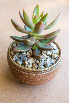 Sedum Jamaican Sunset Succulent plant growing on the laterite gravel in the small ceramic pot