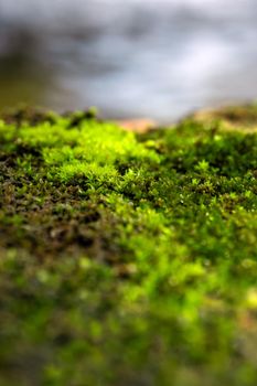 Close-up of freshness green moss growing covered on moist stone floor Beside the water source, selective focus